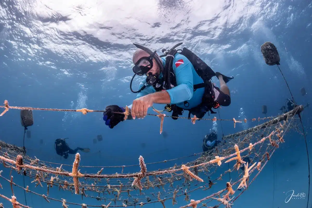 Buzo de Blue Life trabajando en un vivero de coral en San Andrés